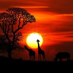 Safari africain