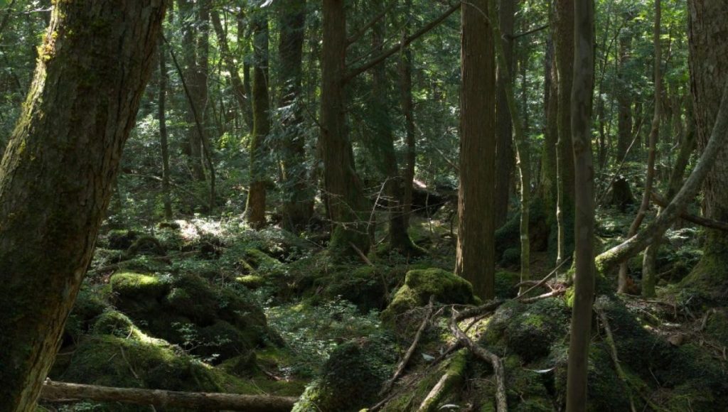 La Forêt des Suicides d'Aokigahara
